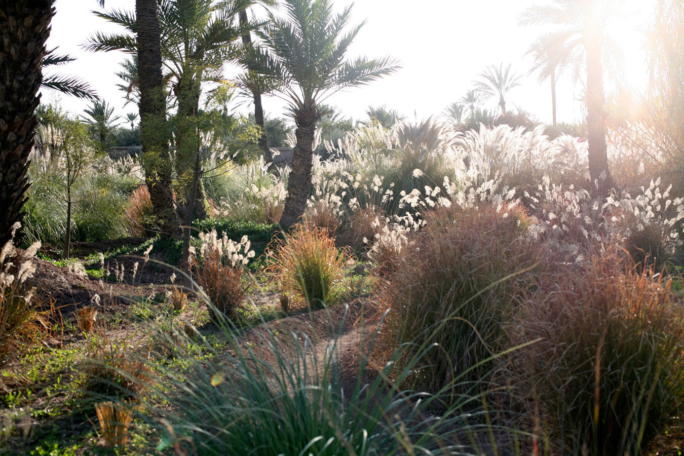 Le jardin de graminées Le jardin de graminées