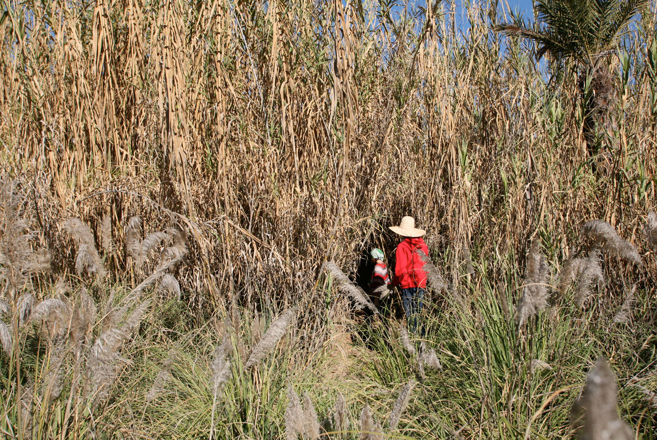 Forêt de roseaux Forêt de roseaux