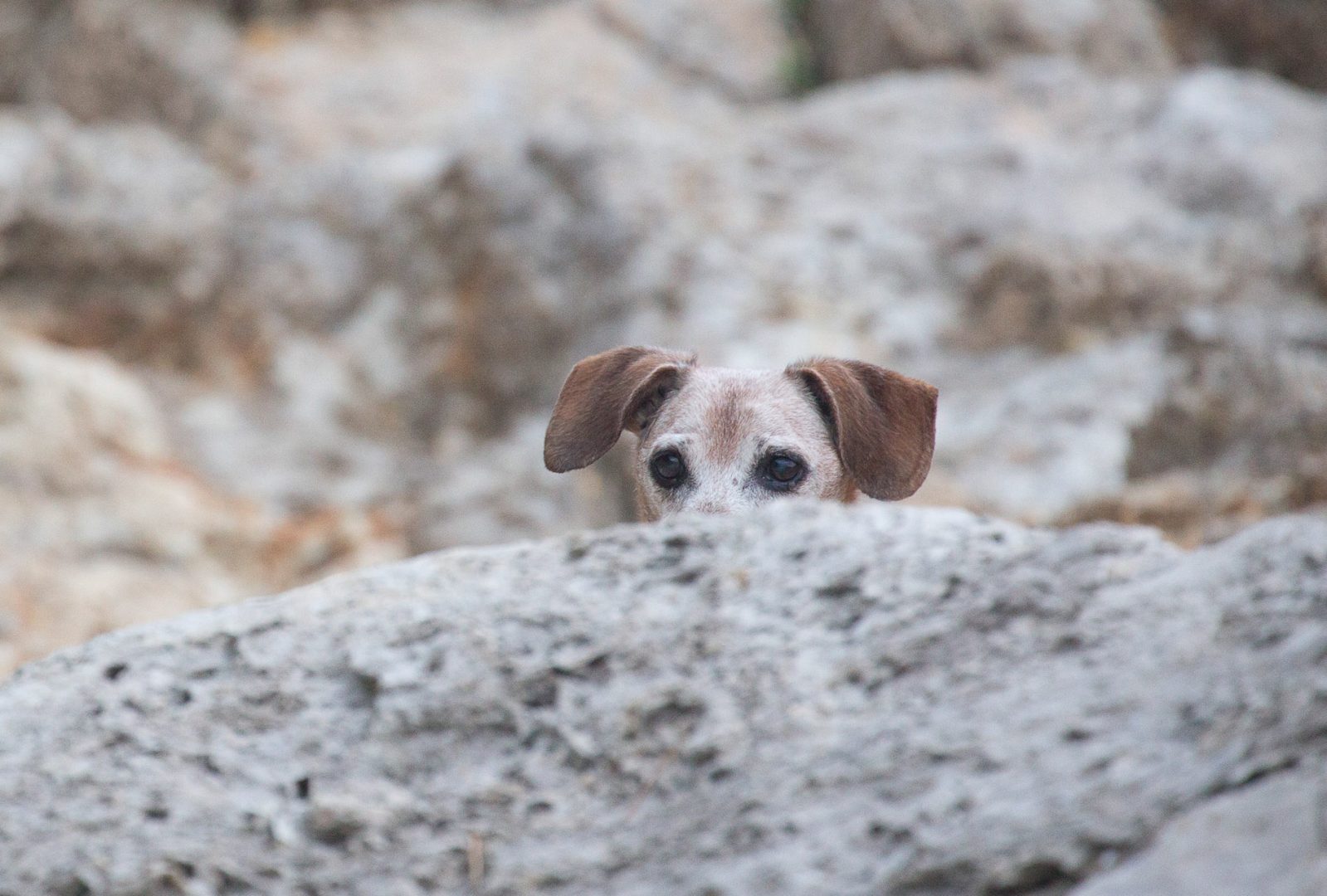 -MGL1562-export-web -MGL1562-export-web